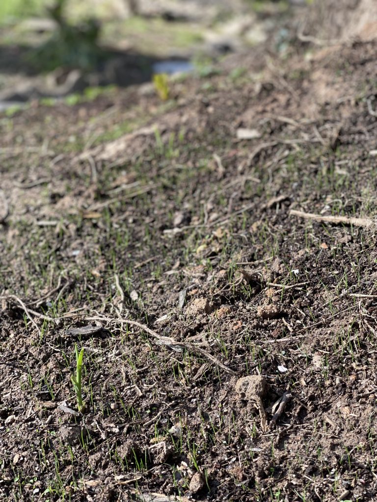 Photo of grass seed starting to emerge in early Spring