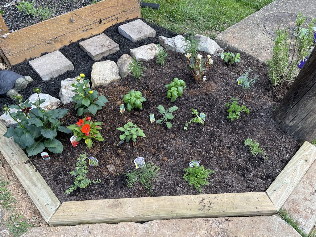 Herbs planted in garden bed