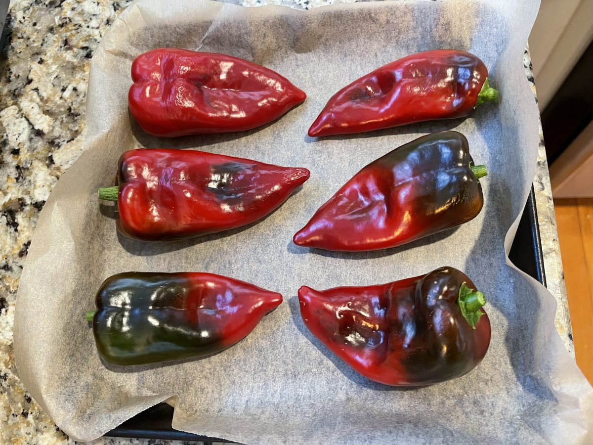 Fresh picked poblano peppers from the garden